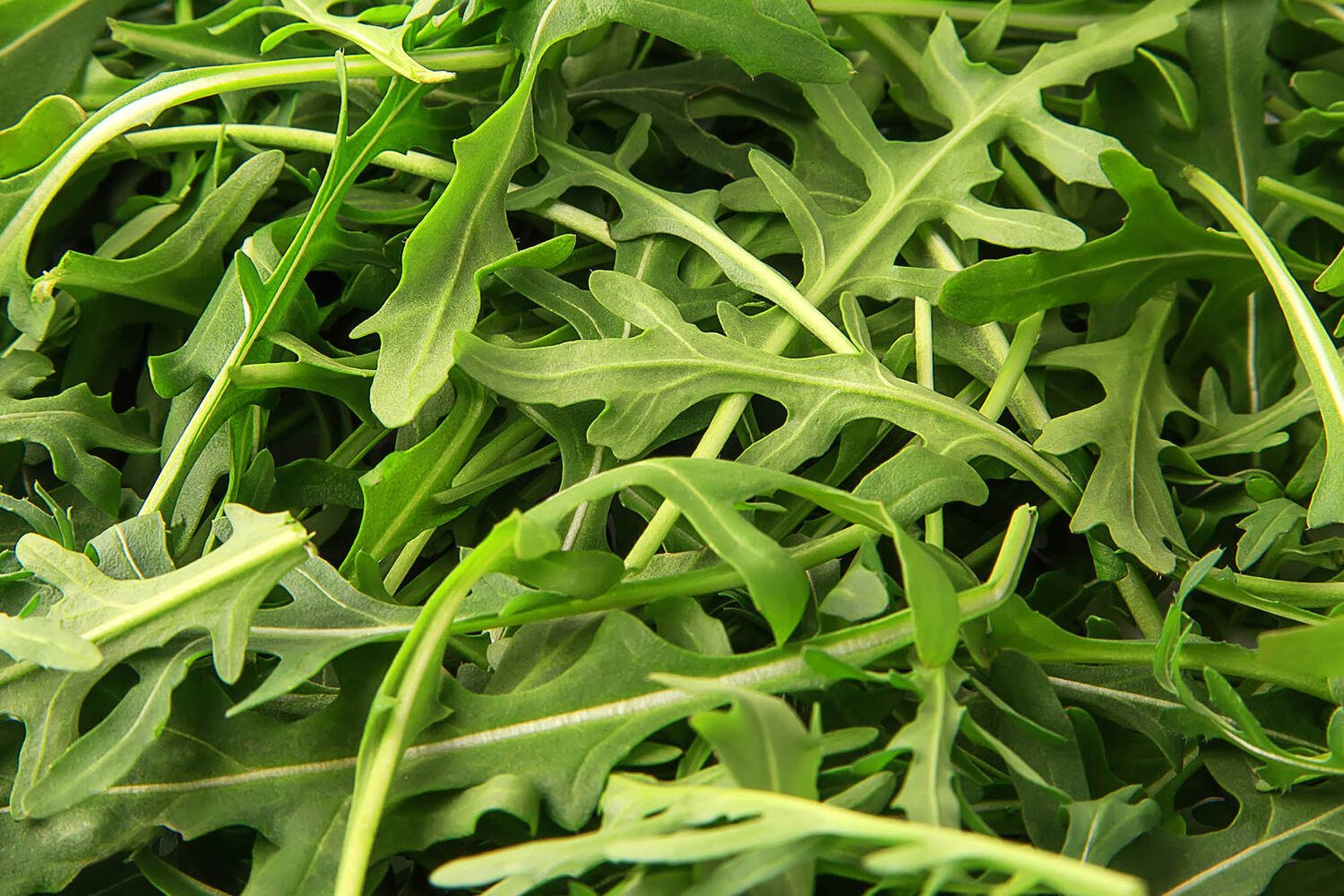 Feuilles de roquette caisse 1kg